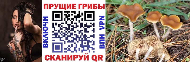 Галлюциногенные грибы Psilocybe  мега онион  Дальнегорск  магазин продажи  
